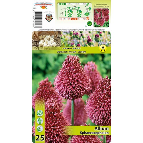 Allium Sphaerocephalon imagine 1 articol 68397