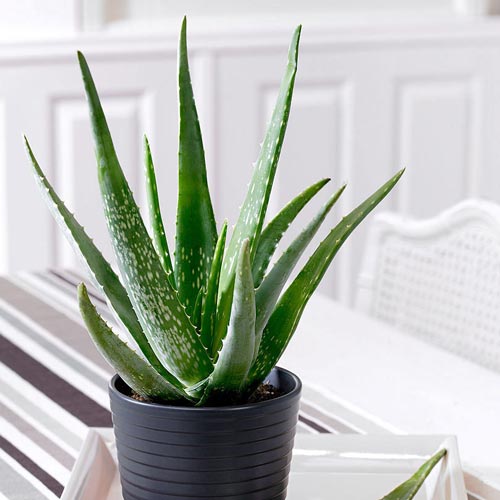 Aloe Vera articol fotografie 1 Aloe Vera imagine 1 articol 67901