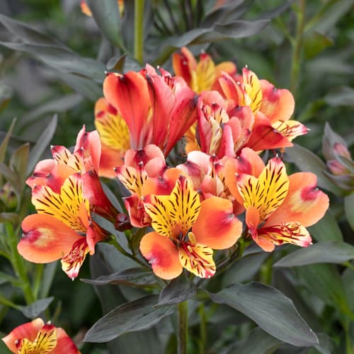 Alstroemeria Summer Breeze® Tessumbre, С2 imagine 1 articol 5458