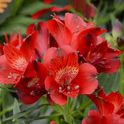 Alstroemeria Summer Pepper® Tessumpep, С2 imagine 1 articol 5459