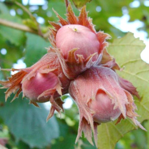 Alun roșu Lambert articol fotografie 1 Alun roșu Lambert imagine 1 articol 8658