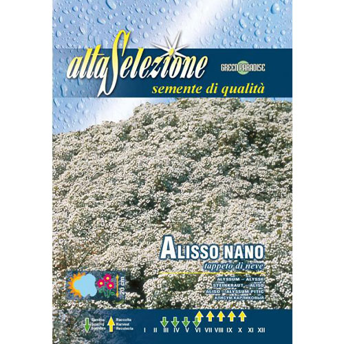 Alyssum pitic Covor De Zapada articol fotografie 1 Alyssum pitic Covor De Zapada imagine 1 articol 87300