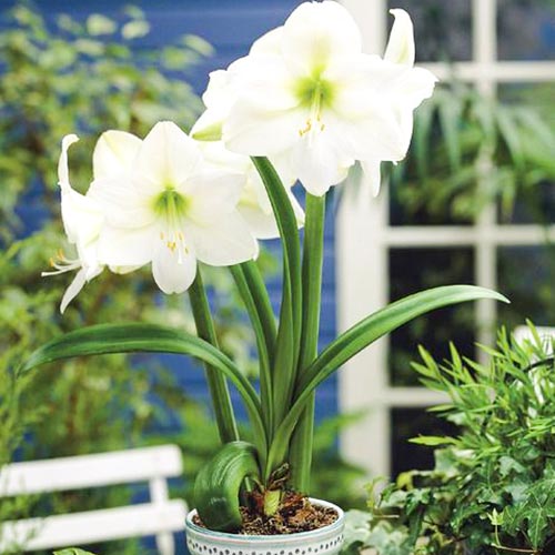 Crin de cameră (Amaryllis) Mont Blanc articol fotografie 1 Crin de cameră (Amaryllis) Mont Blanc imagine 1 articol 67077