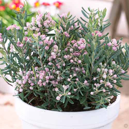 Andromeda Blue Ice imagine 1 articol 73002