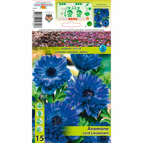 Anemone Lord Lieutenant articol fotografie 1 Anemone Lord Lieutenant imagine 1 articol 76165