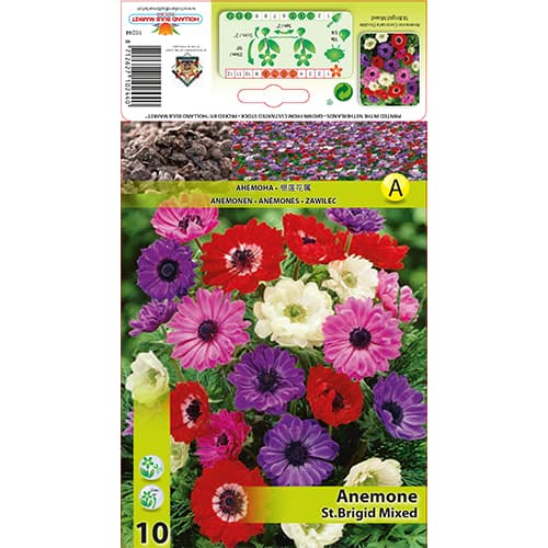 Anemone St. Brigid mix multicolor imagine 1 articol 70341