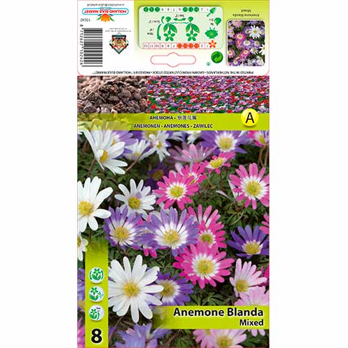 Anemone blanda mix multicolor articol fotografie 1 Anemone blanda mix multicolor imagine 1 articol 70335