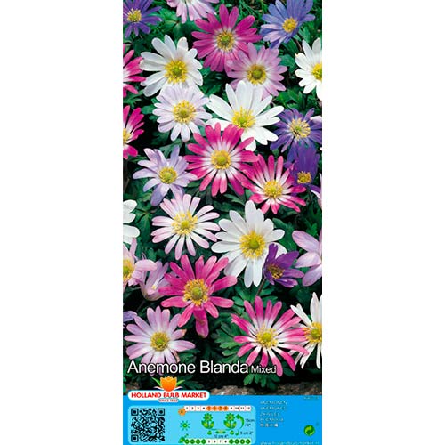 Anemone Blanda mix multicolor articol fotografie 1 Anemone Blanda mix multicolor imagine 1 articol 76016