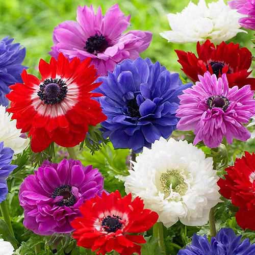 Anemone Blanda, mix articol fotografie 1 Anemone Blanda, mix imagine 1 articol 2927