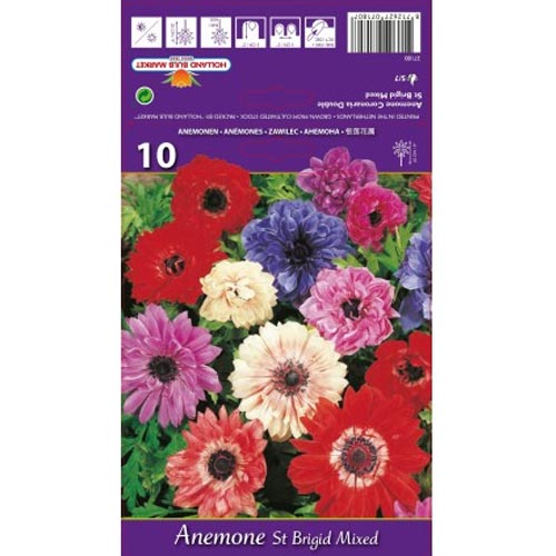 Anemone double St. Brigid mix multicolor articol fotografie 1 Anemone double St. Brigid mix multicolor imagine 1 articol 76017