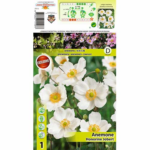 Anemone Honorine Jobert articol fotografie 1 Anemone Honorine Jobert imagine 1 articol 70337
