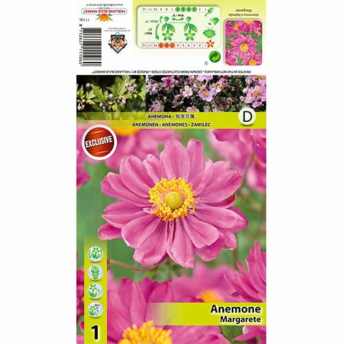 Anemone Margarete articol fotografie 1 Anemone Margarete imagine 1 articol 70338