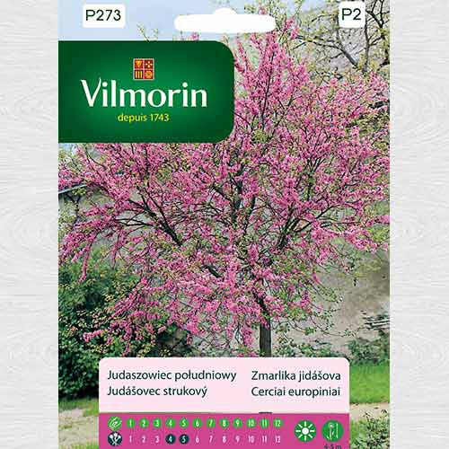 Arbore de Iudeea imagine 1 articol 69767