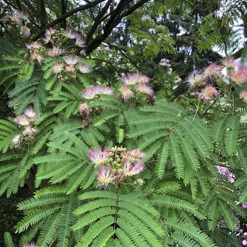 Arbore de matase Tropical Dream PBR, C10 articol fotografie 1 Arbore de matase Tropical Dream PBR, C10 imagine 1 articol 8503