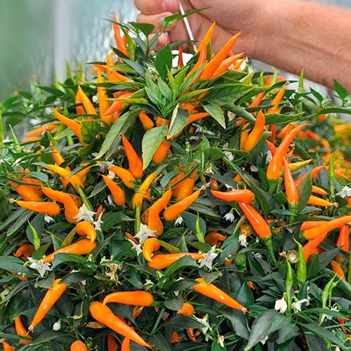 Ardei iute ornamental articol fotografie 1 Ardei iute ornamental imagine 1 articol 070008