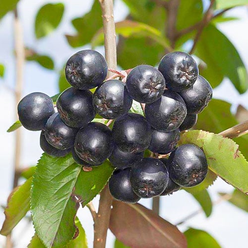 Aronia Nero, P9 imagine 1 articol 8203