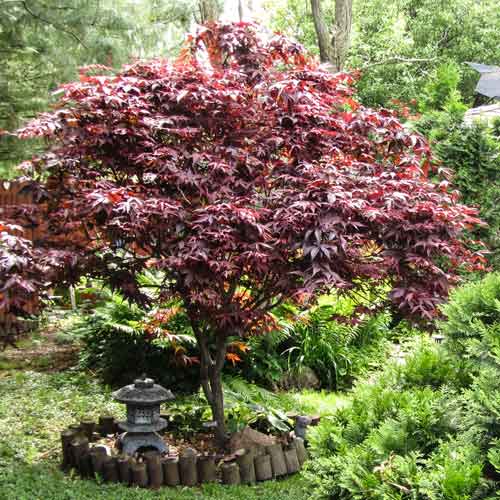 Arțar japonez Atropurpureum articol fotografie 1 Arțar japonez Atropurpureum imagine 1 articol 9135