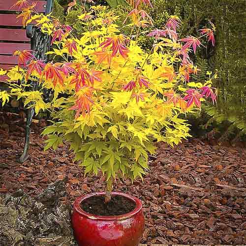 Arțar japonez Orange Dream, C3 imagine 1 articol 8501