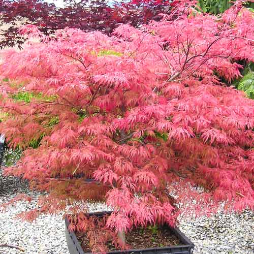 Arțar japonez Wilson's Pink Dwarf imagine 1 articol 9136