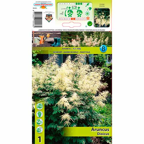 Aruncus Dioicus articol fotografie 1 Aruncus Dioicus imagine 1 articol 76173