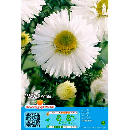 Aster alpin White imagine 1 articol 76374
