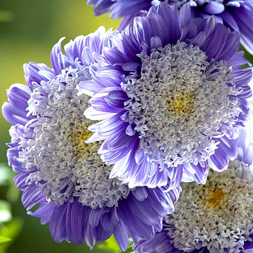 Aster chinezesc pompon Ruckley Supreme articol fotografie 1 Aster chinezesc pompon Ruckley Supreme imagine 1 articol 8759