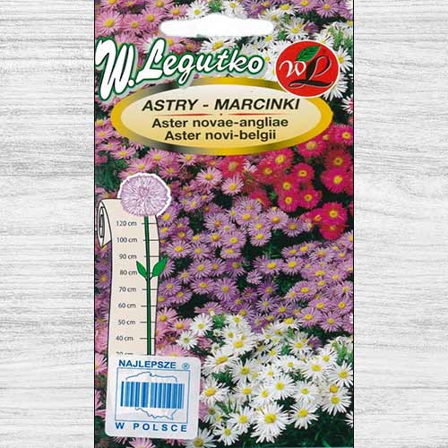 Aster, mix multicolor articol fotografie 1 Aster, mix multicolor imagine 1 articol 69245