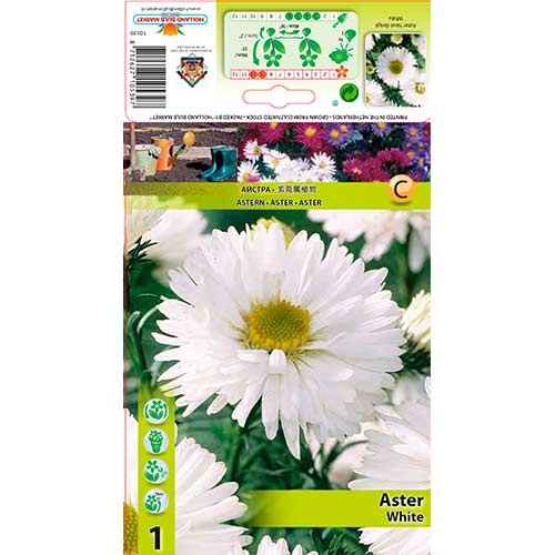 Aster Novi-Belgii White imagine 1 articol 76177