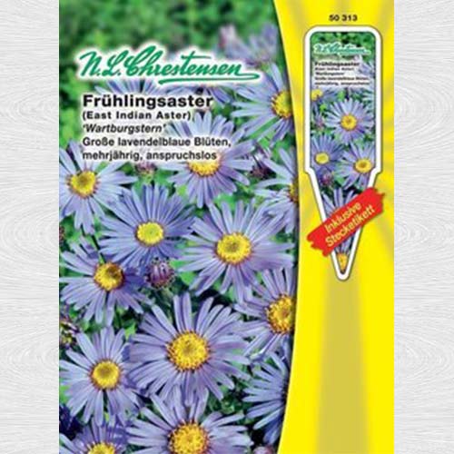 Aster Wartburg Star articol fotografie 1 Aster Wartburg Star imagine 1 articol 69247