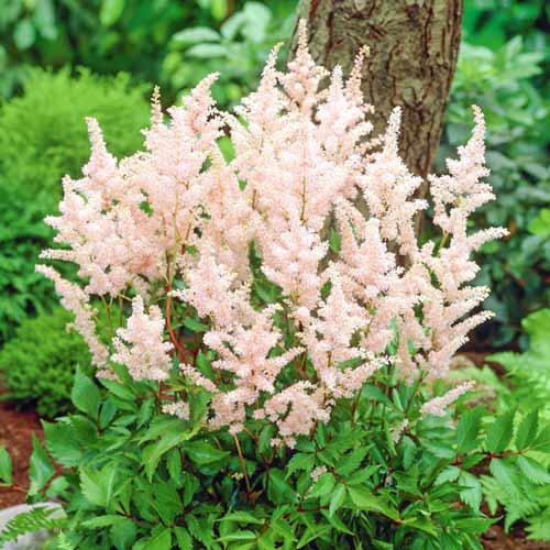 Astilbe japonica Peach Blossom articol fotografie 1 Astilbe japonica Peach Blossom imagine 1 articol 68611