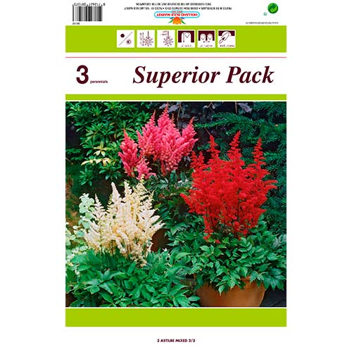 Astilbe mix multicolor imagine 1 articol 76375