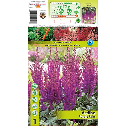 Astilbe Purple Rain imagine 1 articol 77830