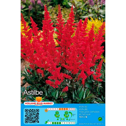 Astilbe Red articol fotografie 1 Astilbe Red imagine 1 articol 76378
