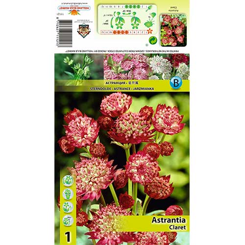 Astrantia Claret imagine 1 articol 70349