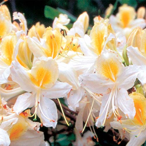 Azalee Silver Slipper imagine 2 articol 2500