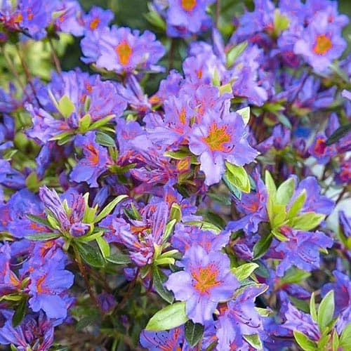 Azalee japoneză Blue imagine 1 articol 76685