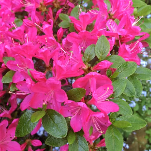 Azalee japoneza Geisha Purple  imagine 1 articol 9554