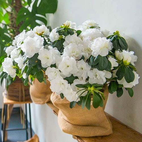 Azalee japoneză White imagine 1 articol 76683