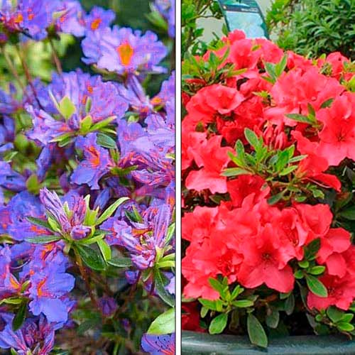 Ofertă specială! Azalee, set de 2 soiuri articol fotografie 1 Ofertă specială! Azalee, set de 2 soiuri imagine 1 articol 76706