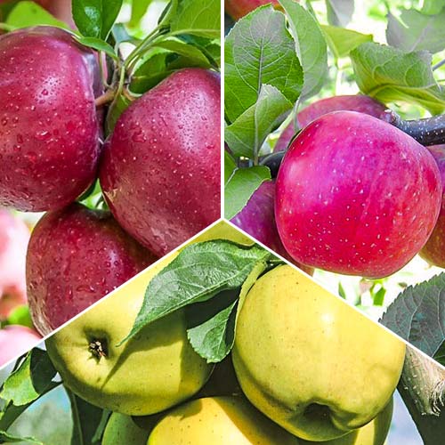 Ofertă specială! Meri Trio, set de 3 soiuri articol fotografie 1 Ofertă specială! Meri Trio, set de 3 soiuri imagine 1 articol 6945