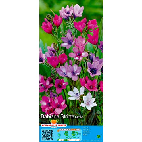 Babiana mix multicolor imagine 1 articol 76380