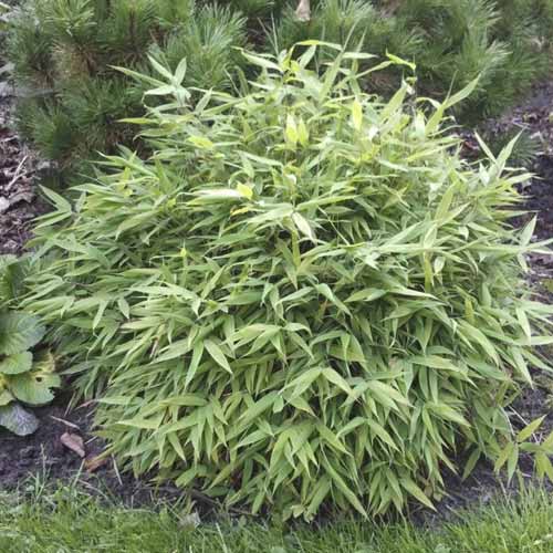 Bambus Lolliloops PBR, C5 imagine 1 articol 8534