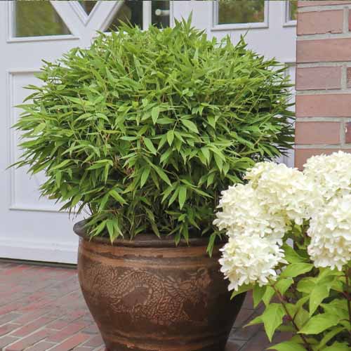 Bambus Moontears PBR, C5 imagine 1 articol 8535