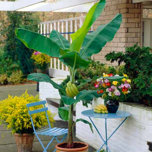 Banan japonez (Musa basjoo) imagine 1 articol 5618