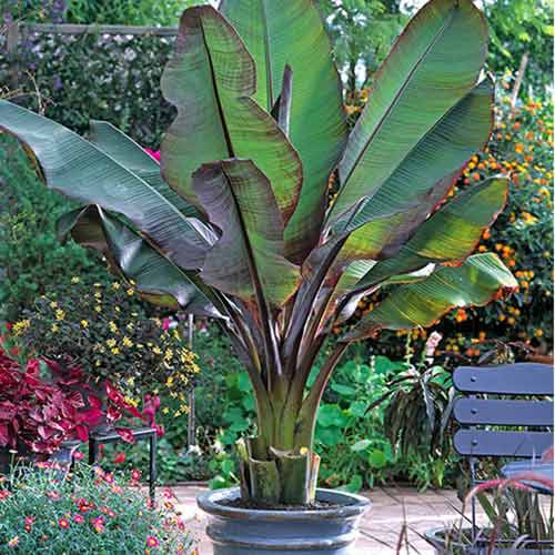 Banan Maurelli imagine 1 articol 77810