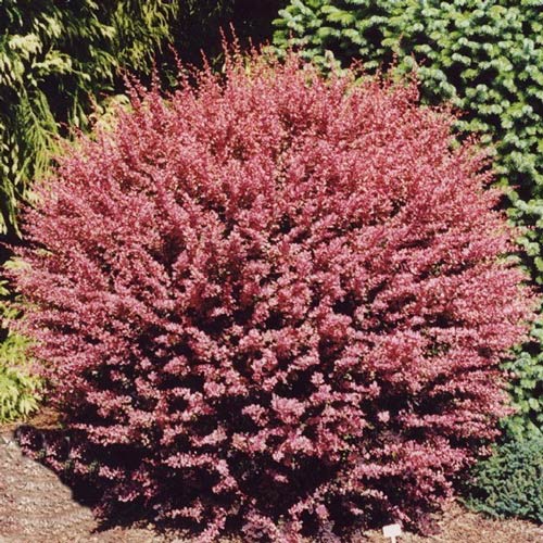 Dracila Red Carpet articol fotografie 1 Dracila Red Carpet imagine 1 articol 9004