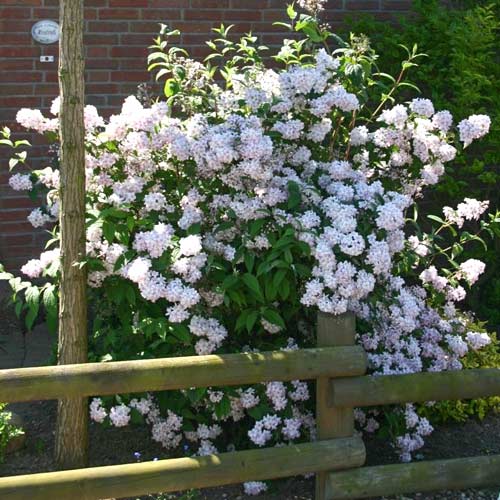 Deutzia Mont Rose, Р9 imagine 1 articol 4039