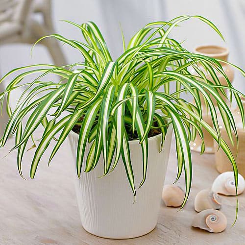 Iarbă ornamentală (Molinia caerulea) Moorhexe imagine 1 articol 4772