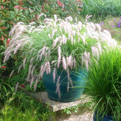 Pennisetum comun imagine 1 articol 9595