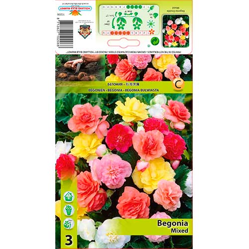Begonie Double mix multicolor articol fotografie 1 Begonie Double mix multicolor imagine 1 articol 70351